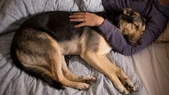 Perché il cane si stringe al padrone quando dorme? Istinti ed emozioni in azione