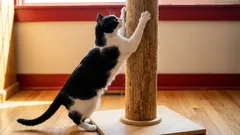 Perché dovresti essere felice se il tuo gatto scappa per affilarsi gli artigli quando ti vede?