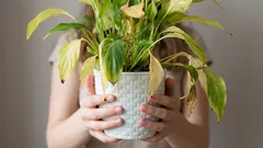 Un solo errore in inverno può distruggere le vostre piante d'appartamento: cosa sconsigliano di fare gli esperti