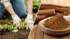 Come applicare la cannella in polvere sulle piante senza esagerare: dosi, passaggi ed errori comuni