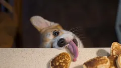 Perché i cani chiedono cibo a tavola: come risolvere definitivamente questo problema?