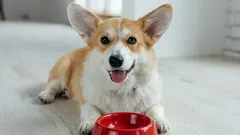 Perché non si può dare carne cruda ai cani domestici e altri 10 cibi della nostra tavola che non sono consigliati per i cani