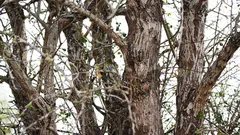 Il gufo è appollaiato su un albero, ma non tutti riescono a vederlo. Sei riuscito a individuarlo?