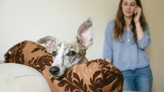 Attenzione, il cane sta ascoltando: cosa capisce il vostro animale domestico dalle vostre conversazioni?