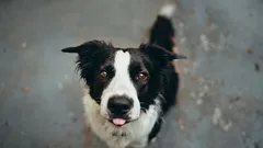 Come le imprecazioni influenzano la psiche del cane: la verità che non ti diranno durante l'addestramento