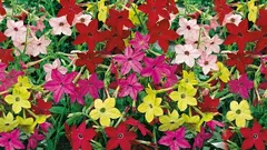 Il tabacco dolce è il fiore profumato perfetto per le piantine di febbraio.