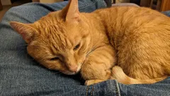 Errori critici commessi dai proprietari che accorciano la vita dei loro gatti