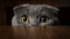 Cosa temono davvero i gatti: le 5 fobie più comuni