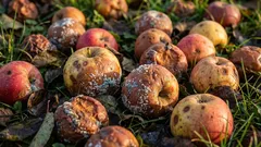 È possibile trasformare mele e pere marce in fertilizzante o compost: un modo ecologico per smaltire la frutta e avere un giardino sano