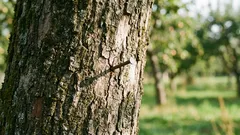 Perché piantare un chiodo in un melo: un antico rituale che può essere spiegato scientificamente