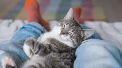  Il vostro gatto dorme ai vostri piedi o alla testata del letto? Una spiegazione delle preferenze notturne del vostro gatto.
