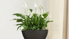 Un fiore che purifica l'aria e porta fortuna: come salvare uno spathiphyllum se non fiorisce e appassisce